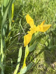 Iris pseudacorus