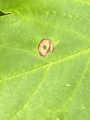 Parallelodiplosis subtruncata