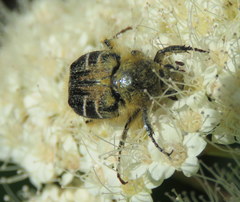 Trichiotinus assimilis