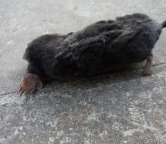 Talpa europaea