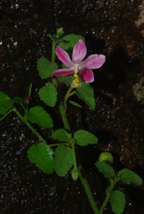 Hibiscus micranthus
