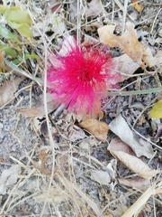 Calliandra dysantha