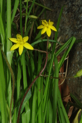 Hypoxis angustifolia