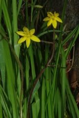 Hypoxis angustifolia