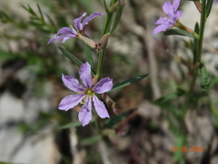 Lythrum alatum