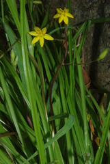 Hypoxis angustifolia