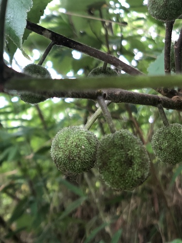 Paper mulberry