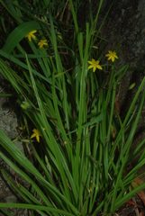 Hypoxis angustifolia