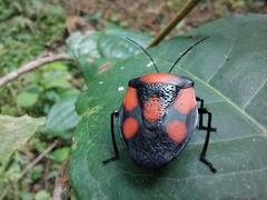 Brachystethus rubromaculatus