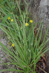 Hypoxis angustifolia