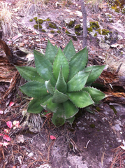 Agave wocomahi