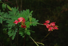 Indigofera amitina
