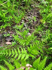Pteridium aquilinum image