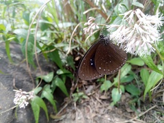 Euploea sylvester swinhoei