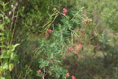Indigofera amitina