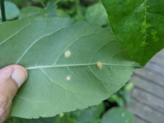 Puccinia sparganioidis