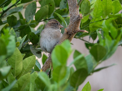 Passer domesticus