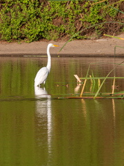 Ardea alba