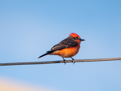 Pyrocephalus rubinus