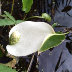Calla palustris