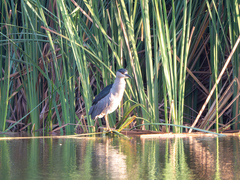 Nycticorax nycticorax