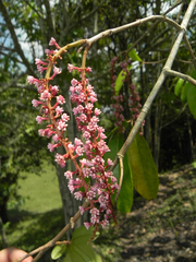 Spachea herbert-smithii