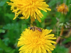Andrena ventralis