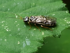 Acantholyda posticalis