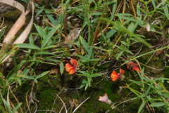 Microcharis galpinii