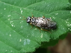 Acantholyda posticalis