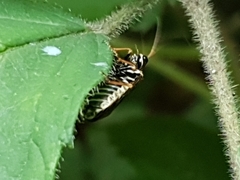 Acantholyda posticalis