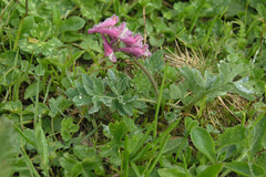 Corydalis caucasica