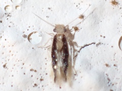 Echmepteryx madagascariensis