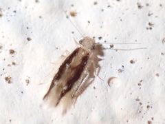 Echmepteryx madagascariensis