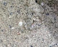 Pleurodema brachyops