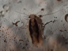 Echmepteryx madagascariensis