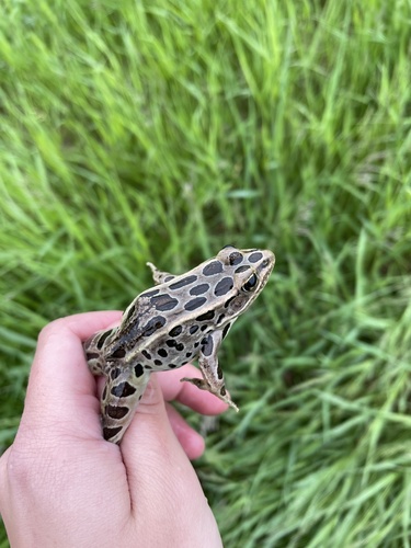 Northern Leopard Frog