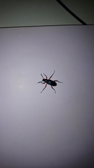 Strongylium erythrocephalum