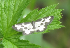 Lomaspilis