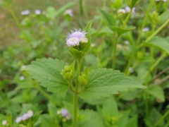 Praxelinae