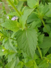 Praxelinae