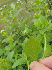 Praxelinae