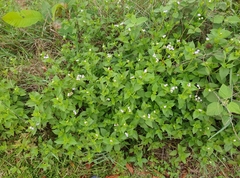 Praxelinae