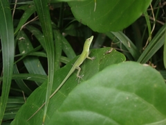 Anolis callainus
