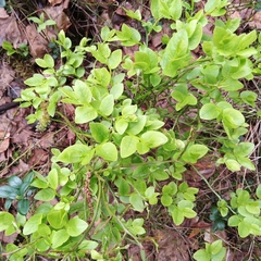 Vaccinium myrtillus