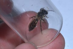 Andrena florea