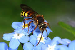 Nomada flava