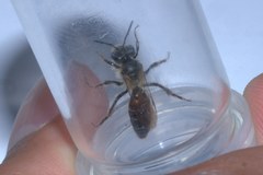 Andrena florea