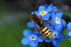 Nomada flava