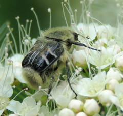 Trichiotinus assimilis